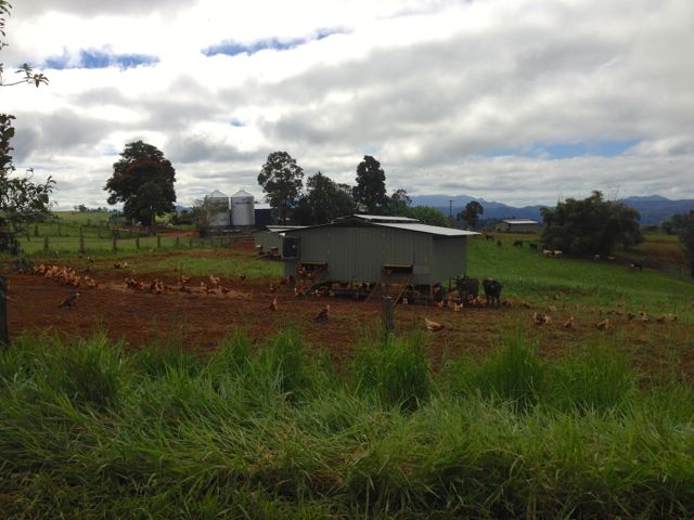 Mungalli Creek Dairy and Free Range Eggs | Of Life And Horses